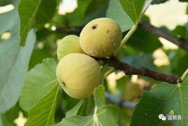 室外无花果盆景怎么施肥浇水