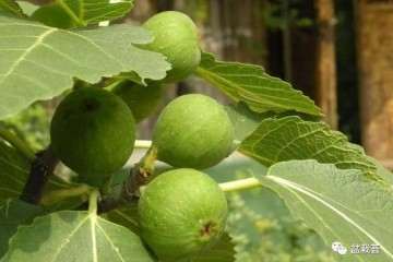 室外无花果盆景怎么施肥浇水