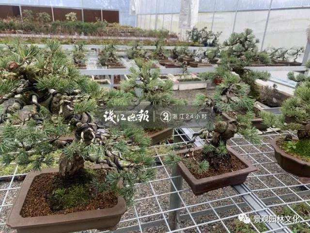 90后小夫妻痴迷盆景