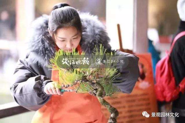 90后小夫妻痴迷盆景