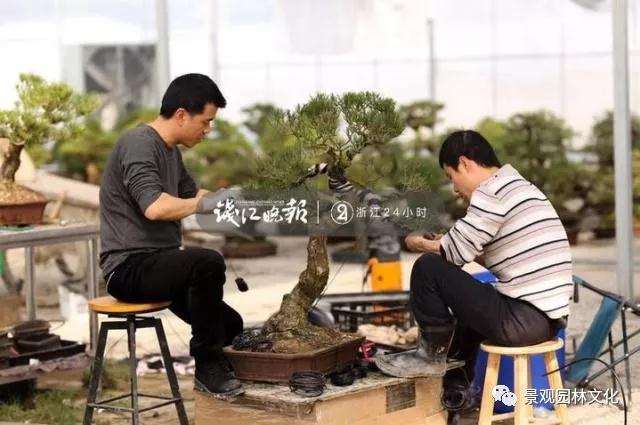 90后小夫妻痴迷盆景