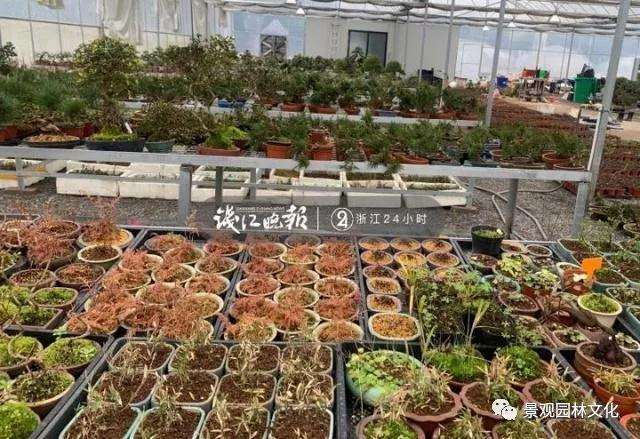 90后小夫妻痴迷盆景