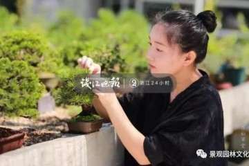 90后小夫妻痴迷盆景 养盆景 卖盆景