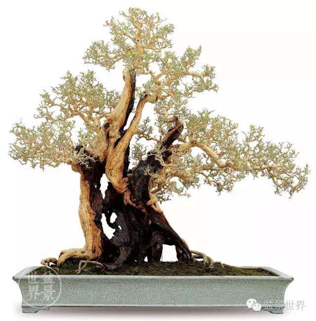 夏季九里香盆景要防止烈日曝晒