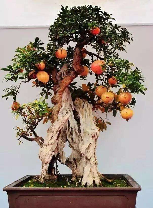 盆景如何入门方法