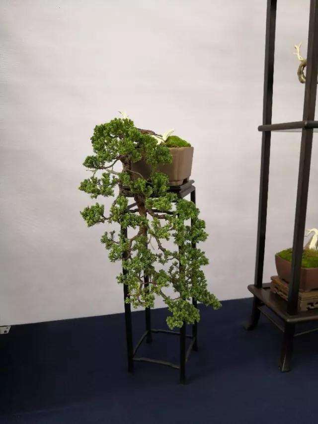 盆景如何入门方法