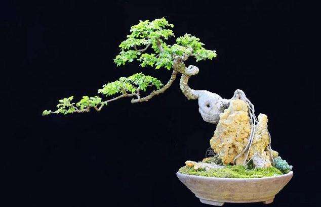 盆景怎么拿弯造型的6种技法 图片