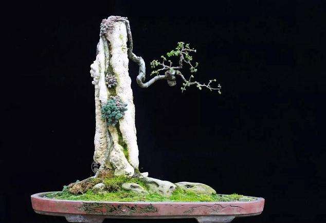 盆景怎么拿弯造型的6种技法 图片