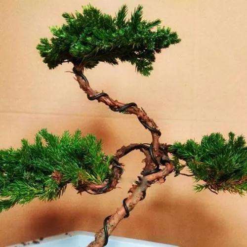 盆景怎么拿弯造型的6种技法 图片