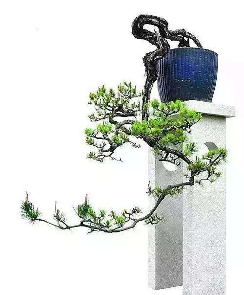 盆景怎么拿弯造型的6种技法 图片