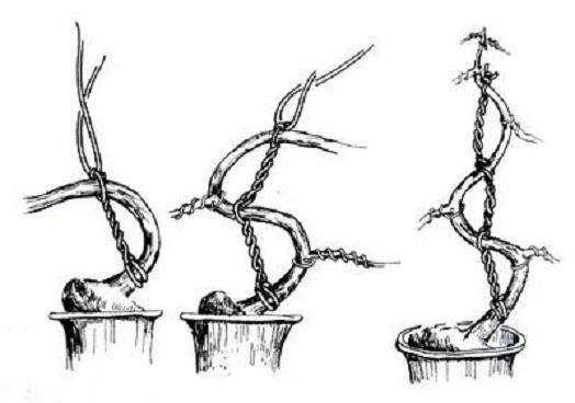 盆景怎么拿弯造型的6种技法 图片