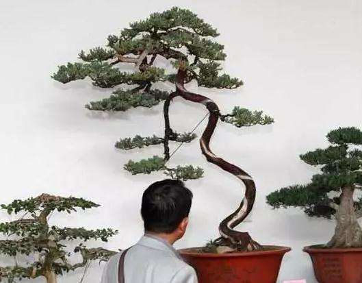 盆景怎么拿弯造型的6种技法 图片