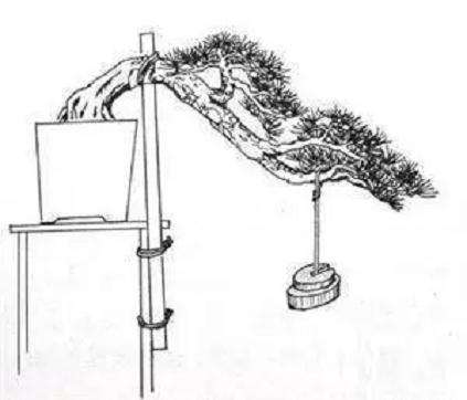 盆景怎么拿弯造型的6种技法 图片