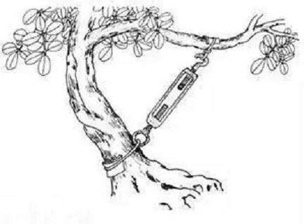 盆景怎么拿弯造型的6种技法 图片