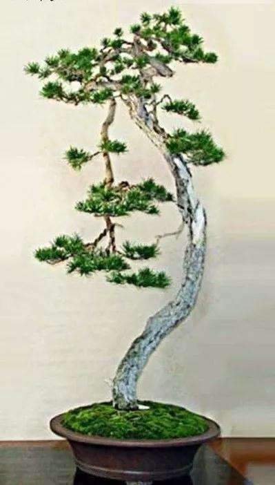 盆景怎么拿弯造型的6种技法 图片