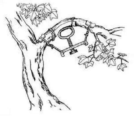 盆景怎么拿弯造型的6种技法 图片