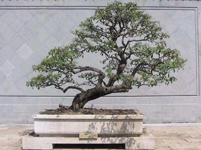 盆景怎么拿弯造型的6种技法 图片