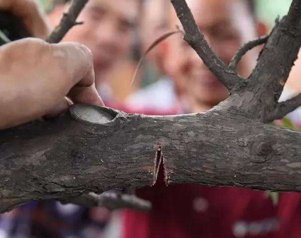 盆景怎么拿弯造型的6种技法 图片