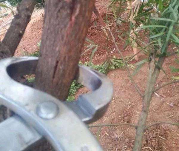 盆景怎么拿弯造型的6种技法 图片