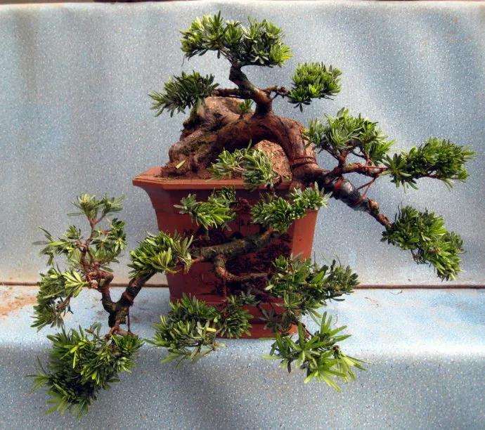 盆景怎么拿弯造型的6种技法 图片