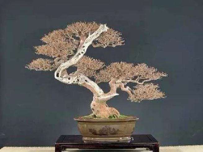 盆景怎么拿弯造型的6种技法 图片