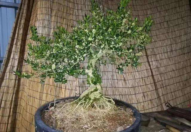 图解 黄杨盆景怎么铝线绑扎的方法