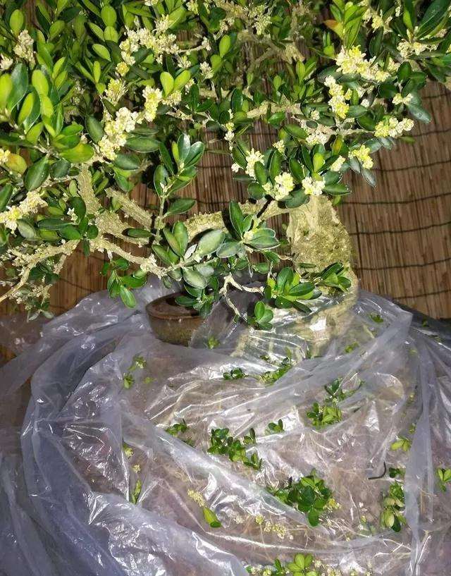 图解 黄杨盆景怎么铝线绑扎的方法