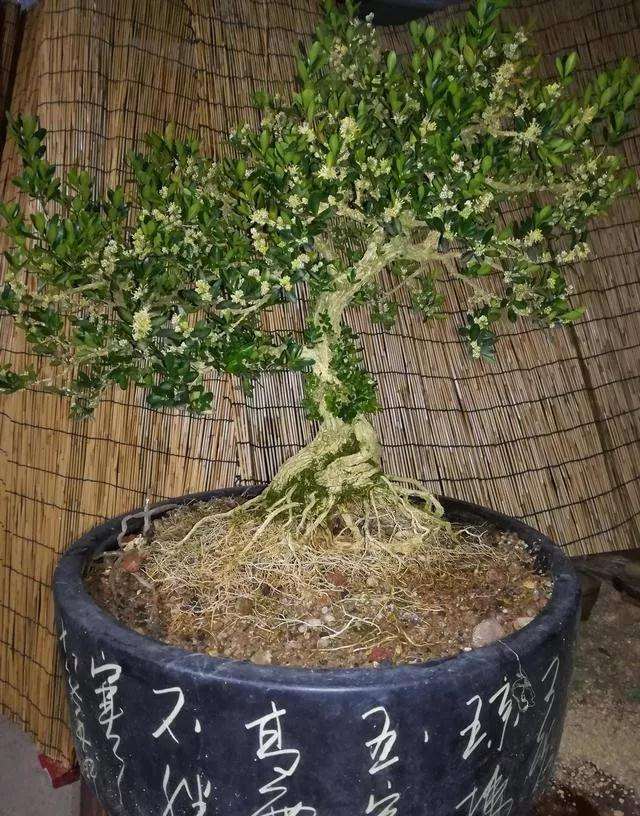 图解 黄杨盆景怎么铝线绑扎的方法