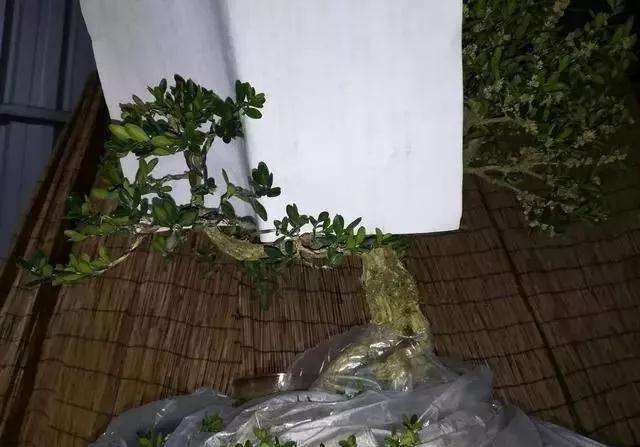 图解 黄杨盆景怎么铝线绑扎的方法