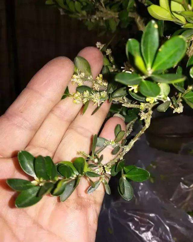 图解 黄杨盆景怎么铝线绑扎的方法