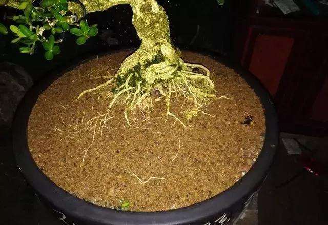 图解 黄杨盆景怎么铝线绑扎的方法