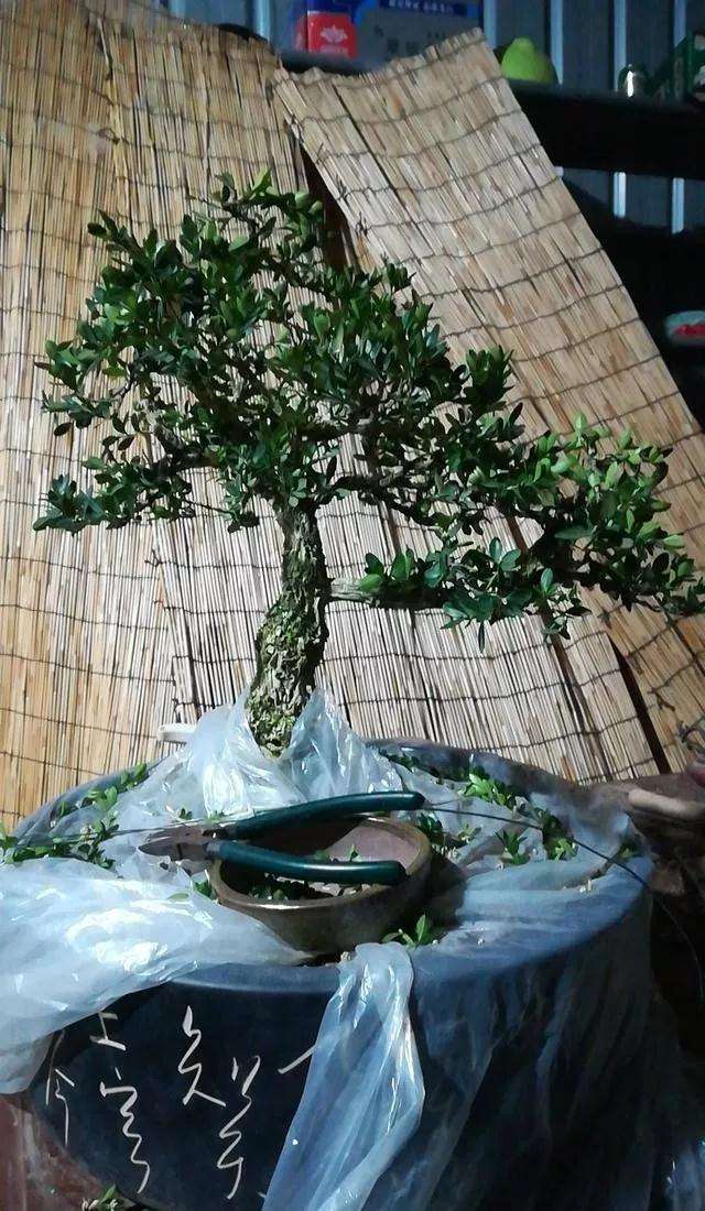图解 黄杨盆景怎么铝线绑扎的方法