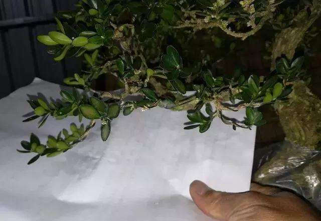 图解 黄杨盆景怎么铝线绑扎的方法