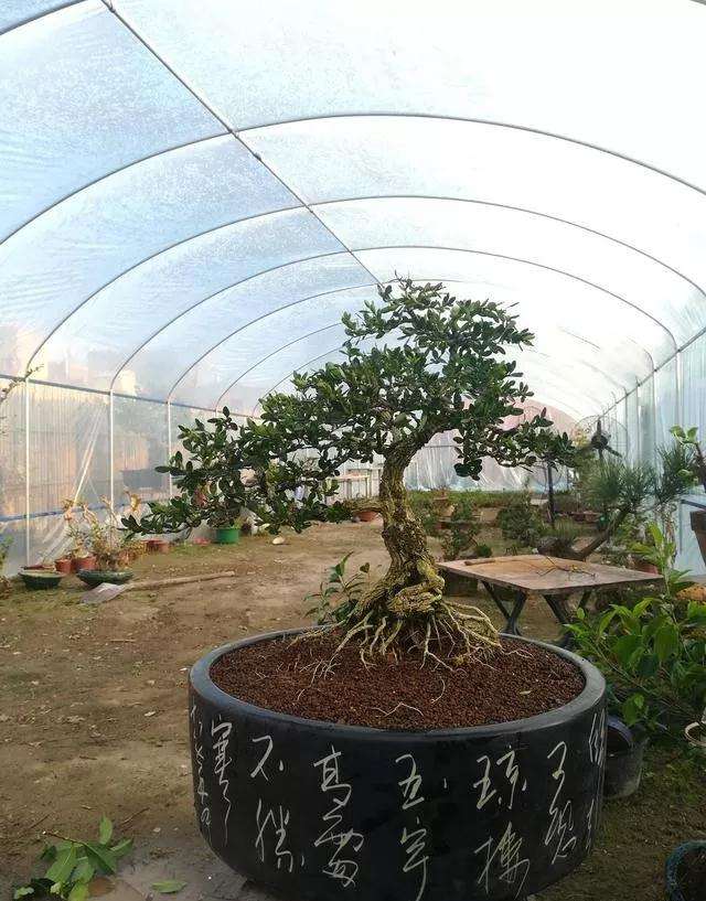 图解 黄杨盆景怎么铝线绑扎的方法