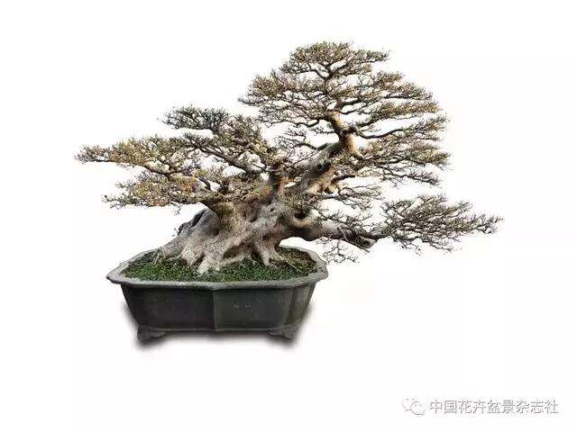 岭南盆景怎么造型的技法