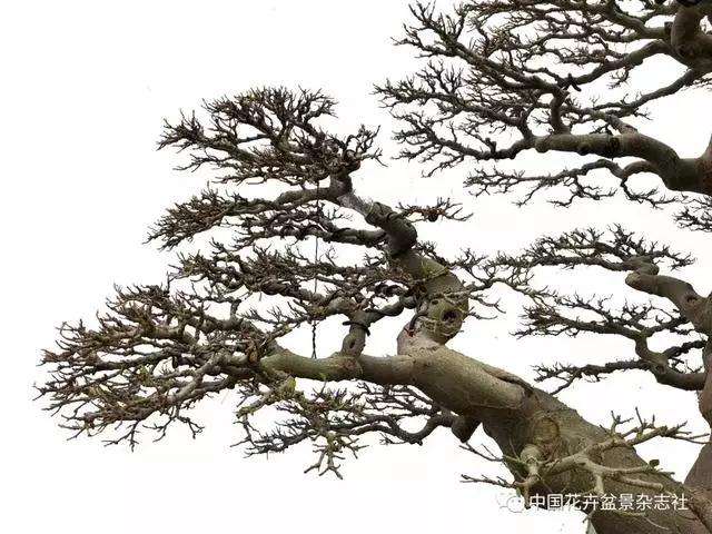 岭南盆景怎么造型的技法