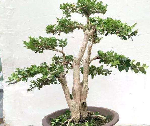 夏季养护黄杨盆景怎么修剪的方法