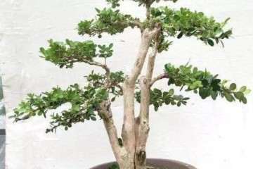 夏季养护黄杨盆景怎么蟠扎修剪的方法