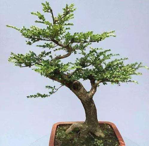 夏季养护黄杨盆景怎么施肥的方法