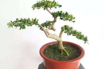 夏季养护黄杨盆景怎么浇水的方法