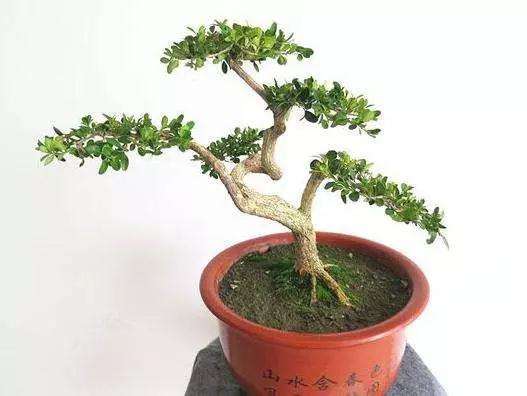 夏季养护黄杨盆景怎么浇水的方法