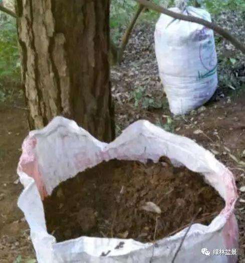 夏季收集盆景腐叶土有3个好处