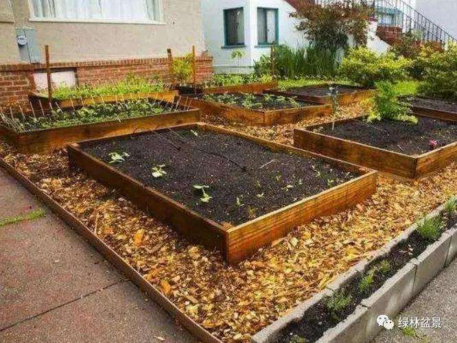 夏季收集盆景腐叶土有3个好处