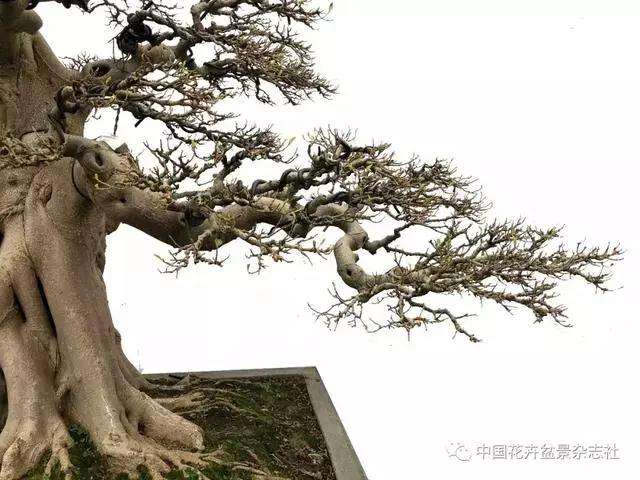 微型盆景应该怎么配土的方法