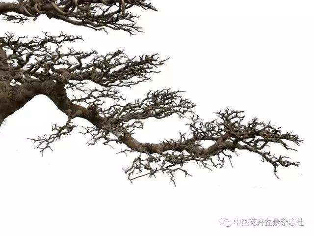 微型盆景应该怎么配土的方法