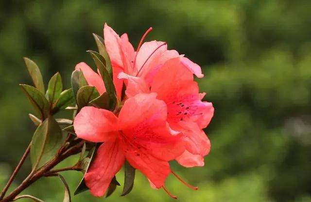 映山红下山桩怎么养坯修剪的方法