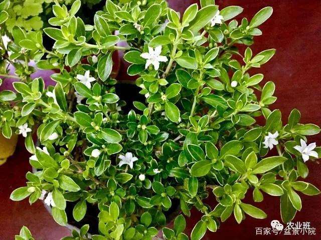 六月雪盆景怎么养殖4个方法