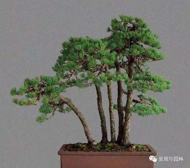 夏季怎么浇水养护五针松盆景的方法