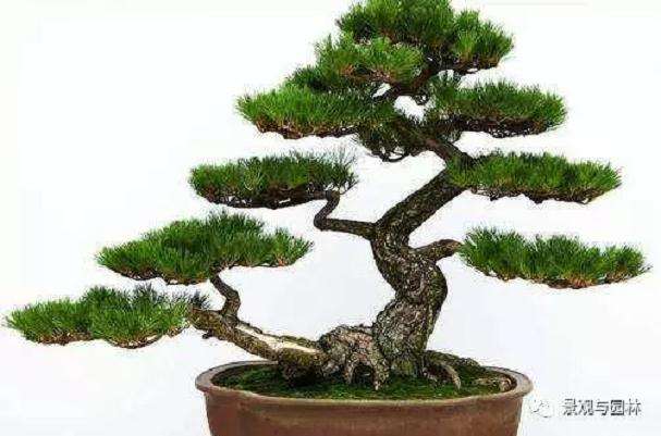 五针松盆景怎么栽培管理的4个注意事项