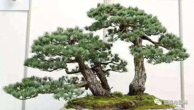 五针松盆景怎么栽培管理的4个注意事项